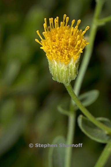 erigeron inornatus var inornatus 5 graphic